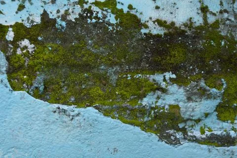 Moss And Mildew Texture On Peeling Blue Painted Wall Closeup 写真素材