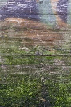 Moss and mold Foto stock
