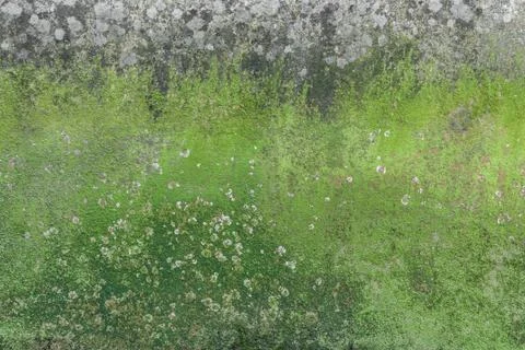 Moss and mold on wall Foto stock