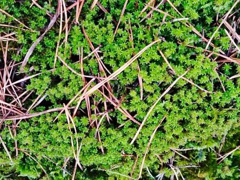 Moss and pine needles backgound. Stock Photos
