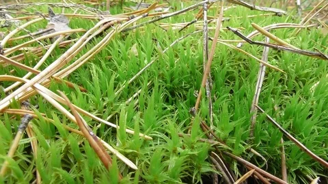 Moss and pine needles close up Video stock 118804321