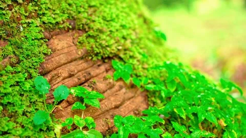 Moss and plants covering old bark Stock Footage 333499145