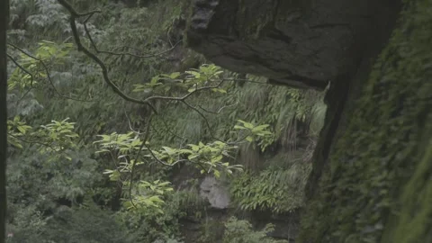 Moss and Plants on Forest Rock Stock-Footage 343563232