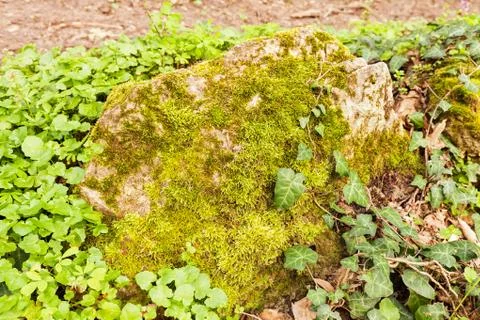 Moss and plants Foto stock