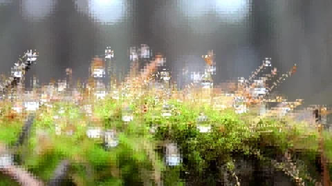 Moss and raindrops blur Video stock 144302487