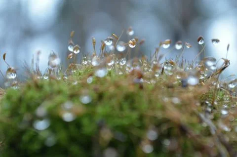 Moss and raindrops blur Foto stock