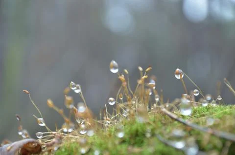 Moss and raindrops blur Stock Photos