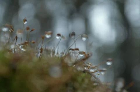 Moss and raindrops blur Foto stock
