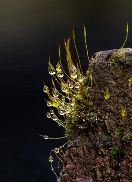 Moss and Raindrops Stock Photos