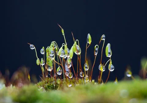 Moss and Raindrops Stock Photos