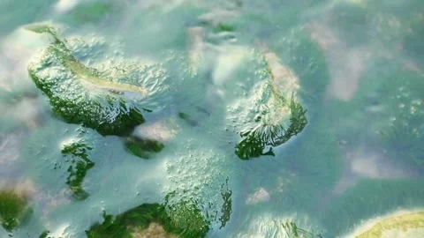 Moss and river Video stock 336481362