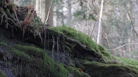 Moss and rocks Stock Footage 105221670