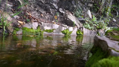 Moss and rocks grows in the water by an abandoned raquet trail Stock Footage 258111019