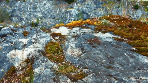 Moss and Rocks at Marble Canyon Ruskeala, Karelia, Russia Stock Footage 71445056