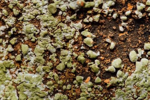 Moss and rust with mold. Background. Stock Photos