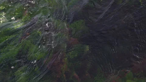 Moss and Sea Stock-Footage 311490831
