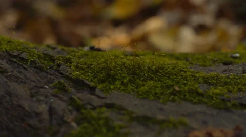 Moss and seed over trunk at forest Stockbeeldmateriaal 33316502