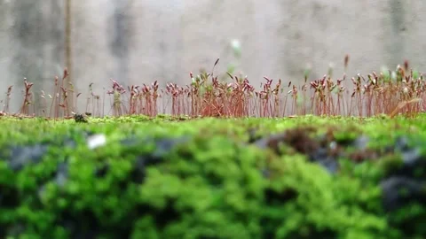 Moss and small plants on a Compound wall during rainy season Stock Footage 141119706