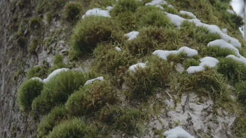 Moss and Snow on Tree Trunk, Winter Nature Wilderness scene, Close Up Video stock 276110908