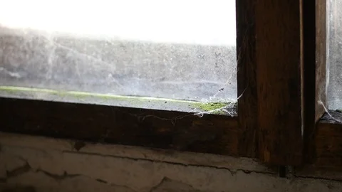Moss and spider web on dirty old window Stock Footage 88828611
