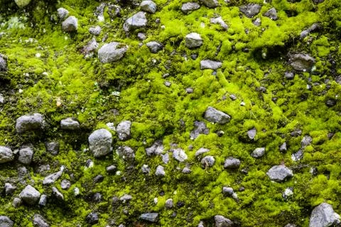 Moss and stone background Stock Photos