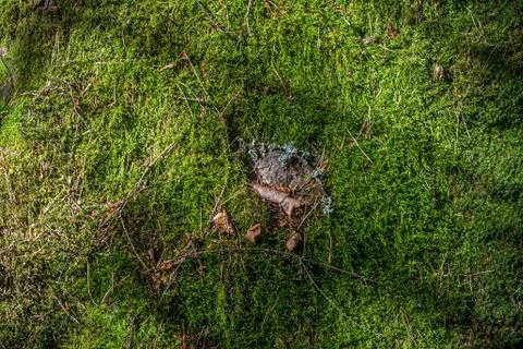 Moss and stone. Stock Photos
