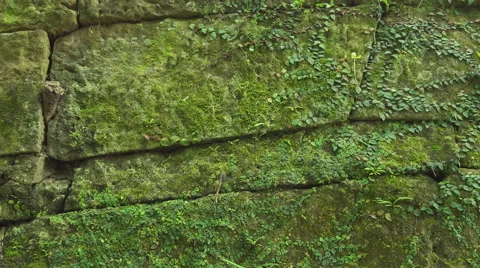 Moss and stone wall Stock Footage 64547212