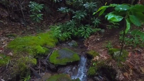 Moss and Stream Stock Footage 108243033