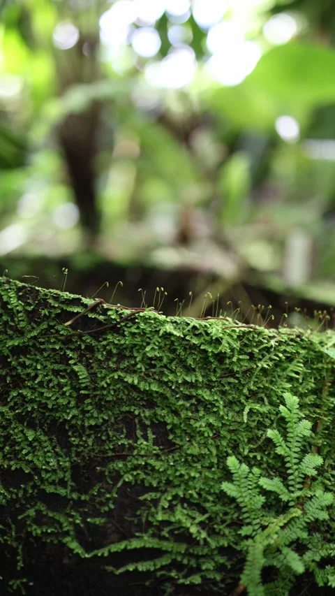 Moss and tiny ferns reveal a miniature ecosystem shaped by moisture and shade Stock Footage 344789001