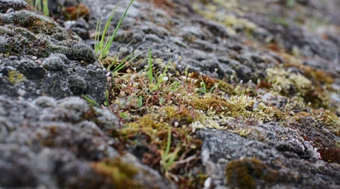 Moss and tiny flowers growing in Ijmuiden, Netherlands Stock Footage 37550816