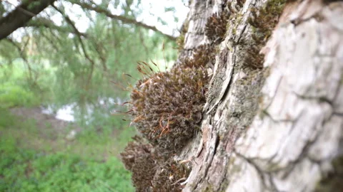 The moss and tiny flowers on the tree trunk Stock Footage 133948602