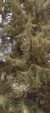 Moss and tiny pine cones in a pine tree Stock Photos