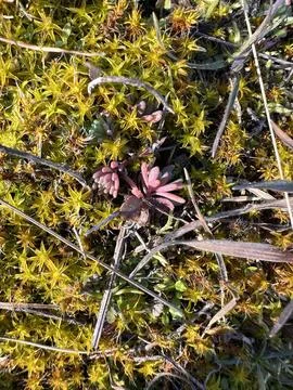 Moss and Tiny Succulent Plants in Sunlight Foto stock