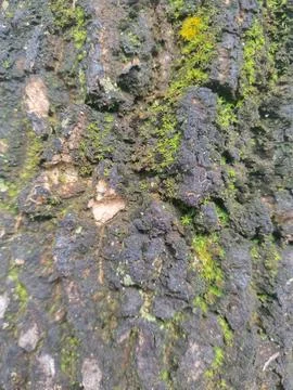 Moss and tree bark Stock Photos