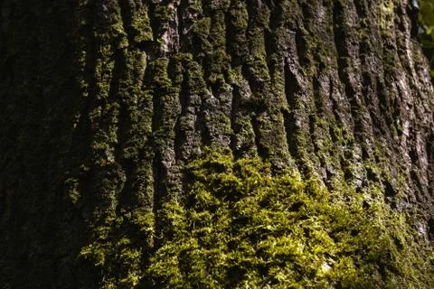 Moss and tree bark texture. Selective focus. Stock Photos