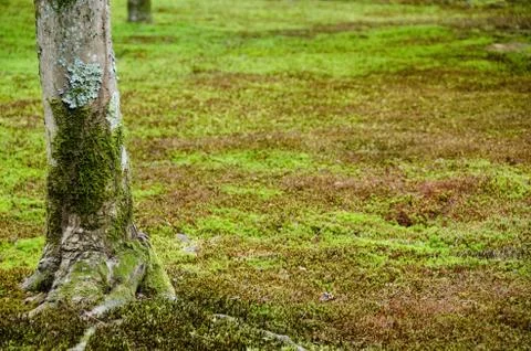 Moss and tree Foto stock