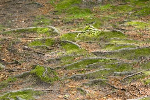 Moss and tree roots Stock Photos