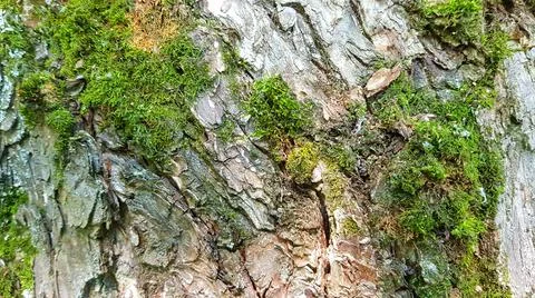 Moss and Tree Texture Foto stock