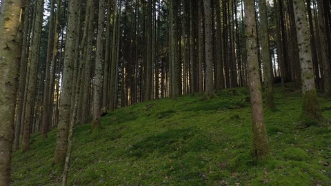 Moss and trees in beautiful conifer forest Stock Footage 124498008