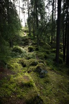 Moss and trees Stock Photos