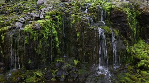 Moss and trickling water 库存影片 51962995