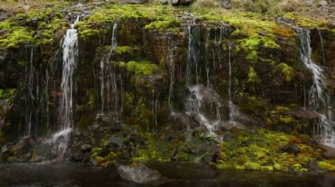 Moss and trickling water Video stock 51963019