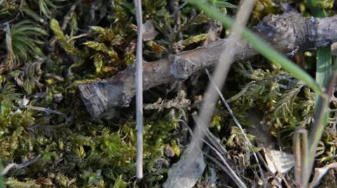 Moss and twigs macro tracking Video stock 37798462
