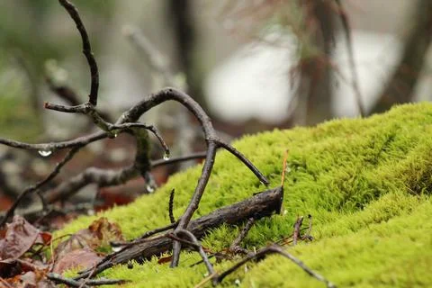 Moss and twigs on a tree stump Stock Photos