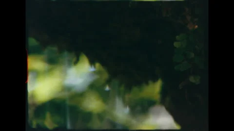Moss and water drops close up super 8 film vintage Stock Footage 346153623