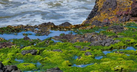 Moss and Waves Off the Oregon Coast Stock Footage 40600754