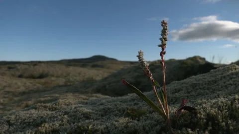 Moss and wild grasses - blue sky in the evening light Video stock 341834418