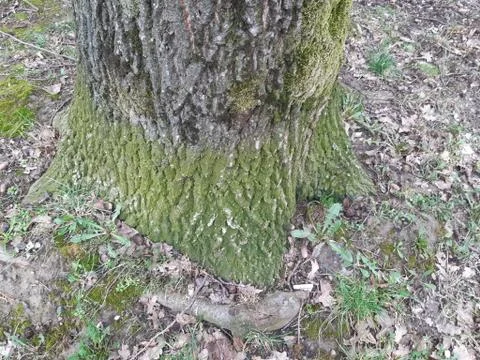 Moss around the Tree 스톡 사진