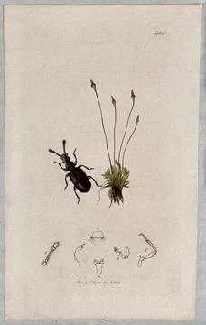 A moss with an associated beetle and its anatomical segments. Coloured etch.. Stock Illustration