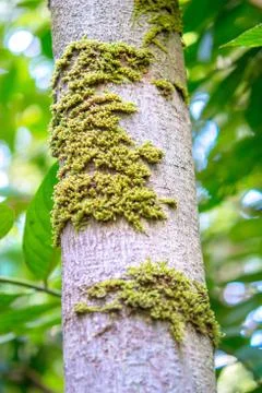Moss attached to a tree peel Stock Photos